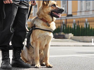 K9 Guard Dog Units